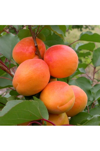 Prunus armeniaca Tom Cot